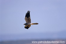 Montagu's Harrier (Circus pygargus) - Busard cendre - 20750 Montagu's Harrier (Circus pygargus) - Busard cendre - 20750