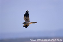 Montagu's Harrier (Circus pygargus) - Busard cendre - 20750