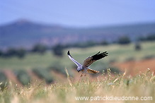 Montagu's Harrier (Circus pygargus) - Busard cendre - 20752