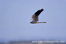 Montagu's Harrier (Circus pygargus) - Busard cendre - 20753