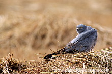 Montagu's Harrier (Circus pygargus) - Busard cendre - 20754