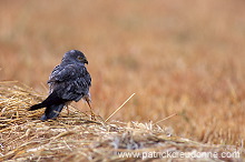 Montagu's Harrier (Circus pygargus) - Busard cendre - 20755 Montagu's Harrier (Circus pygargus) - Busard cendre - 20755