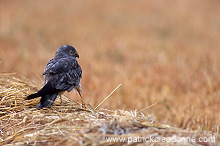 Montagu's Harrier (Circus pygargus) - Busard cendre - 20755