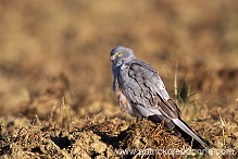 Montagu's Harrier (Circus pygargus) - Busard cendre - 20756