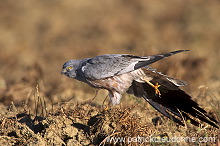 Montagu's Harrier (Circus pygargus) - Busard cendre - 20759