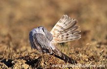 Montagu's Harrier (Circus pygargus) - Busard cendre - 20760