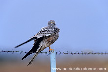 Montagu's Harrier (Circus pygargus) - Busard cendre - 20761