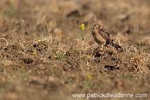 Montagu's Harrier (Circus pygargus) - Busard cendre - 20764