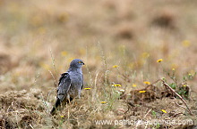 Montagu's Harrier (Circus pygargus) - Busard cendre - 20767