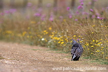 Montagu's Harrier (Circus pygargus) - Busard cendre - 20768