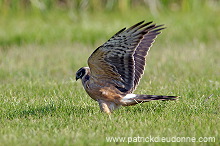 Pallid Harrier (Circus macrourus) - Busard pâle 10710