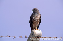 Harrier (Circus sp.) - Busard  11058