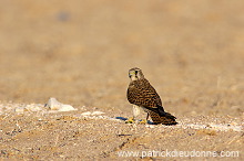 Kestrel (Common) (Falco tinnunculus) - Faucon crécerelle 10734
