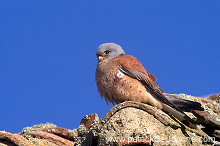 Kestrel (lesser) (Falco naumanni) - Faucon crecerellette - 20769