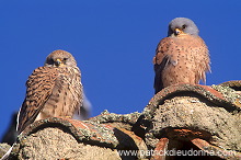 Kestrel (lesser) (Falco naumanni) - Faucon crecerellette - 20770
