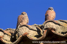 Kestrel (lesser) (Falco naumanni) - Faucon crecerellette - 20771