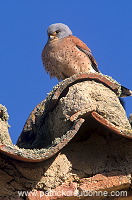 Kestrel (lesser) (Falco naumanni) - Faucon crecerellette - 20772