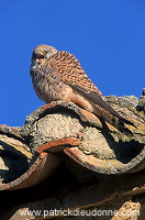 Kestrel (lesser) (Falco naumanni) - Faucon crecerellette - 20773