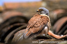Kestrel (lesser) (Falco naumanni) - Faucon crecerellette - 20775