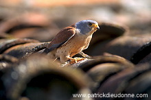 Kestrel (lesser) (Falco naumanni) - Faucon crecerellette - 20776