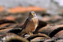 Kestrel (lesser) (Falco naumanni) - Faucon crecerellette - 20779