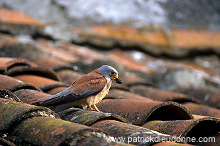 Kestrel (lesser) (Falco naumanni) - Faucon crecerellette - 20780