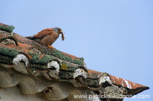 Kestrel (lesser) (Falco naumanni) - Faucon crecerellette - 20781