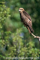 Black Kite (Milvus migrans) - Milan noir - 20782