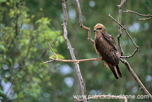 Black Kite (Milvus migrans) - Milan noir - 20789