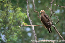 Black Kite (Milvus migrans) - Milan noir - 20789