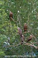 Black Kite (Milvus migrans) - Milan noir - 20790