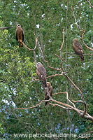 Black Kite (Milvus migrans) - Milan noir - 20791