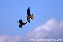 Black Kite (Milvus migrans) - Milan noir - 20793