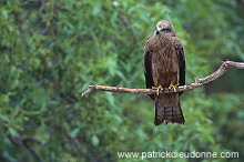 Black Kite (Milvus migrans) - Milan noir - 20795