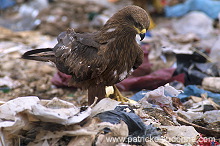 Black Kite (Milvus migrans) - Milan noir - 20798