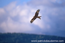 Red Kite (Milvus milvus) - Milan royal - 20799