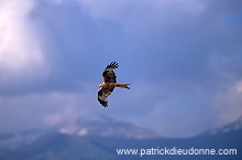 Red Kite (Milvus milvus) - Milan royal - 20800 Red Kite (Milvus milvus) - Milan royal - 20800