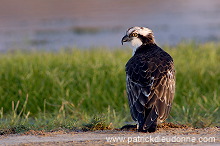Osprey (Pandion haliaetus) - Balbuzard pêcheur 10756