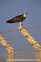 Osprey (Pandion haliaetus) - Balbuzard pêcheur 11104 Osprey (Pandion haliaetus) - Balbuzard pêcheur 11104