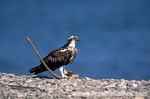 Osprey (Pandion haliaetus) - Balbuzard pêcheur 11102