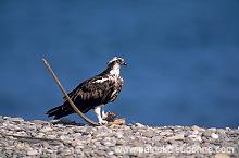 Osprey (Pandion haliaetus) - Balbuzard pêcheur 11102 Osprey (Pandion haliaetus) - Balbuzard pêcheur 11102