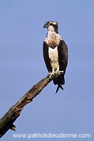 Osprey (Pandion haliaetus) - Balbuzard - 20801