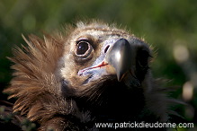 Black Vulture (Aegypius monachus) - Vautour moine - 20802