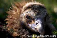 Black Vulture (Aegypius monachus) - Vautour moine - 20803