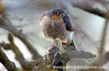 Sparrowhawk (Accipiter nisus) - Epervier - 20807