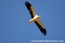 Egyptian Vulture (Neophron percnopterus) Vautour percnoptère 10863