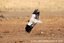 Egyptian Vulture (Neophron percnopterus) Vautour percnoptère 10864