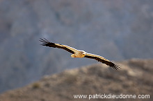 Egyptian Vulture (Neophron percnopterus) Vautour percnoptère 10866