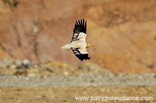 Egyptian Vulture (Neophron percnopterus) Vautour percnoptère 10867