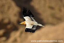 Egyptian Vulture (Neophron percnopterus) Vautour percnoptère 10868